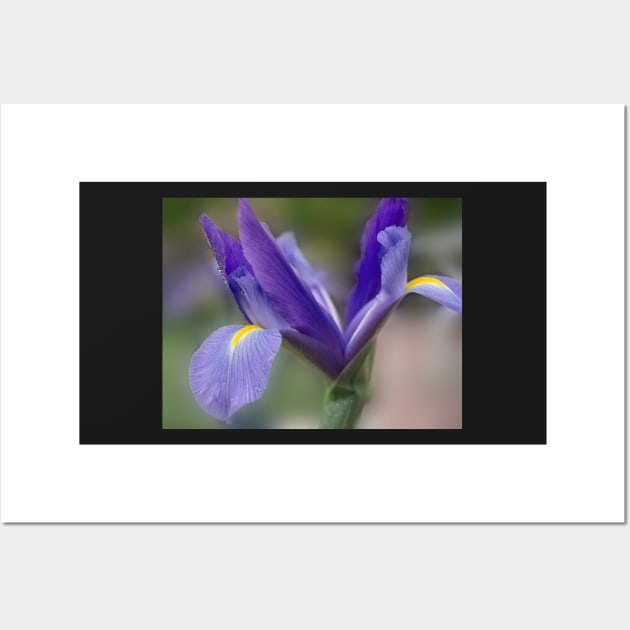 Iris Wall Art by mariola5